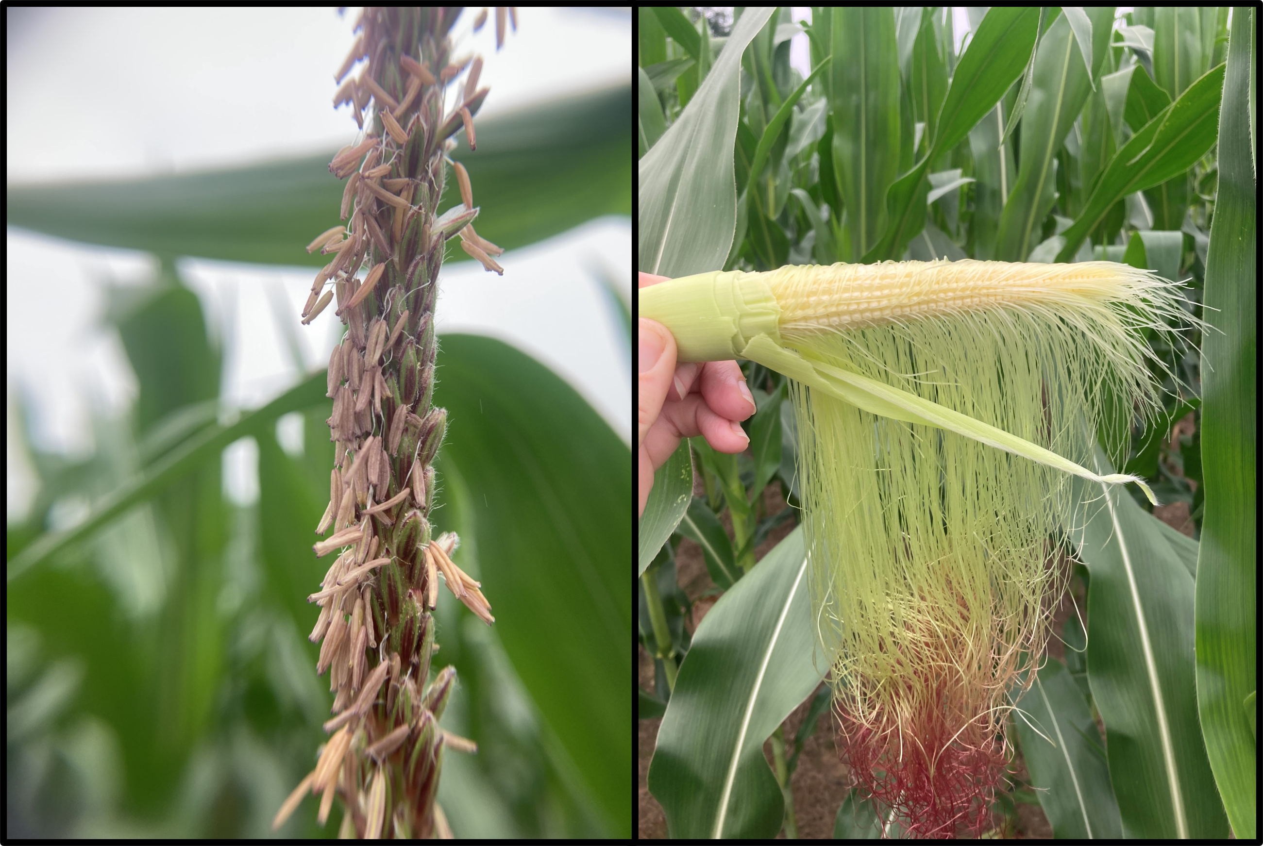 tasseled corn on the left corn silk on the right